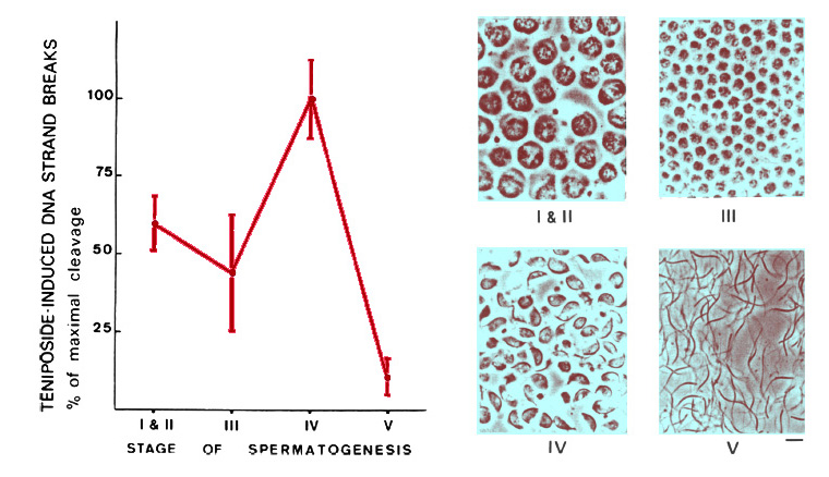 Spermatogenesis